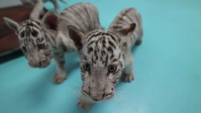 Patru pui de tigru bengalez, cea mai nouă atracție a unui parc safari din Shandong, China