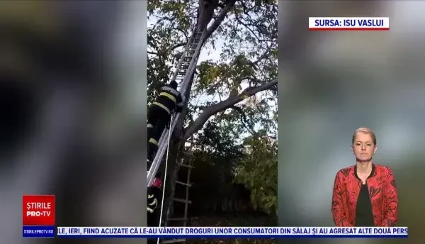Un bărbat din Vaslui a fost găsit fără viață într-un nuc, cățărat la 10 metri înălțime