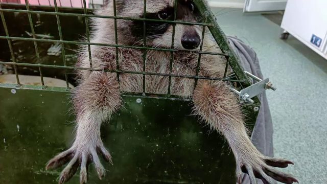 O familie de români care și-a luat un animal exotic a fost îngrozită când a crescut. Omora animalele pe care le prindea