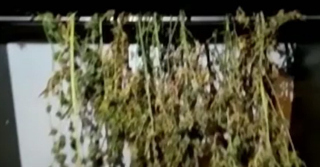 Cultură de canabis descoperită într-o pădure de lângă Cluj-Napoca. Două persoane au fost reținute