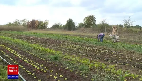 Fermele de familie sunt tot mai apreciate în Europa. România va primi cinci miliarde de euro pentru susținerea lor