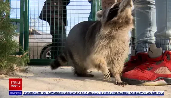 O familie de români care și-a luat un animal exotic a fost îngrozită când a crescut. Omora animalele pe care le prindea