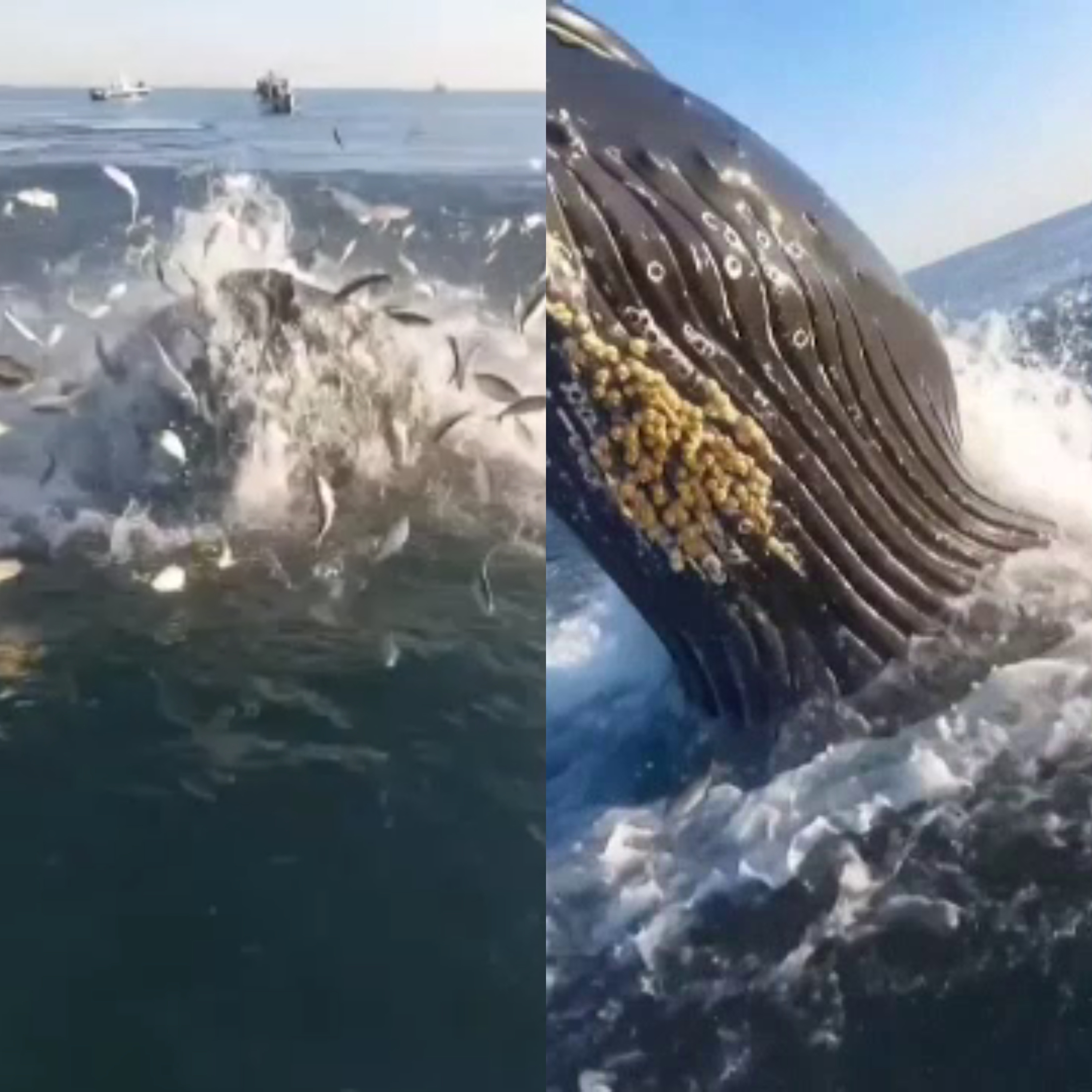 O ieșire la pescuit s-a transformat într-o aventură memorabilă. Ce au pățit un tată și fiul său când se aflau în barcă