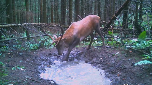 Imagini rare din Parcul Național Cehlău. Cum a fost surprins un cerb. VIDEO