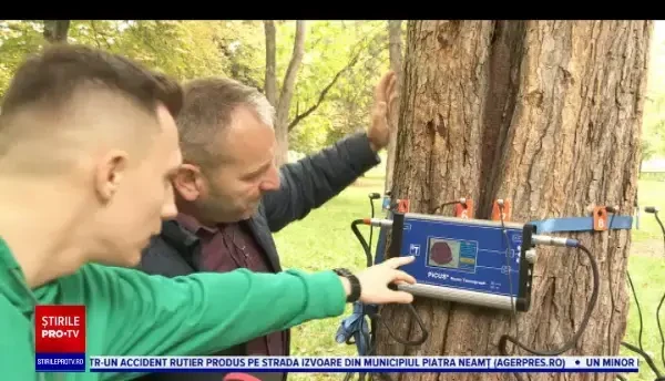 Un arbore din parcul Cișmigiu are 150 de ani. Ce îi lipsește Capitalei pentru a ține în viață astfel de copaci