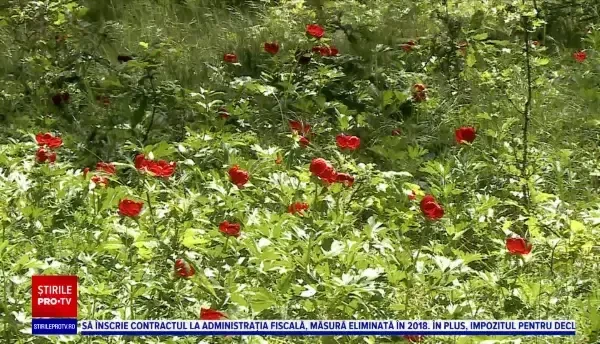 Bujorul este oficial floarea națională a României. Ce semnificații are