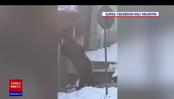 România a primit primele garduri electrice din bani europeni. Zonele în care vor montante pentru a-i ține la distanță pe urși