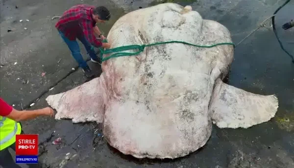 Creatura găsită pe o plajă din Europa. Are 3 tone și a doborât un record