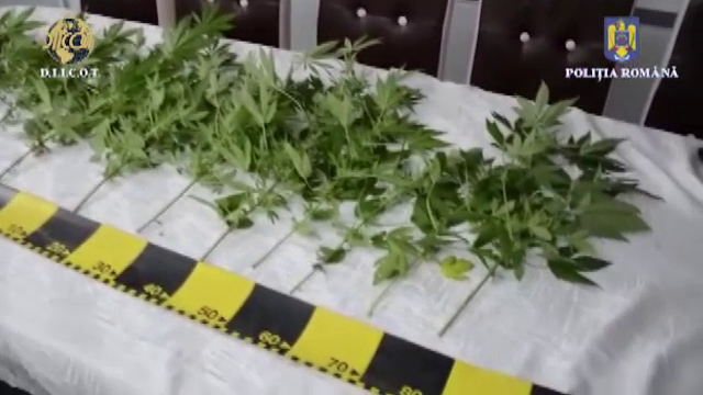 Culturi de canabis, descoperite în mai multe județe din țară. Erau plantate în solarii sau în ghivece de flori