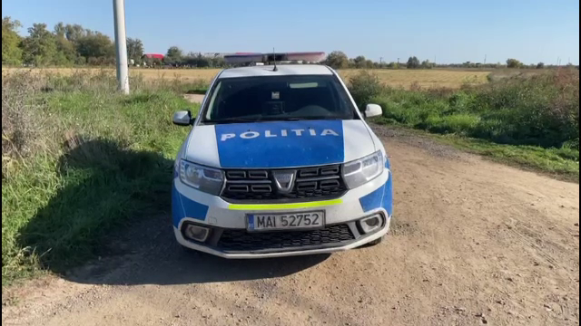 Un consilier local din Timiş a îngropat 30 de porci cu pestă pe câmp. Cum s-a ajuns ca 40.000 de animale să fie sacrificate