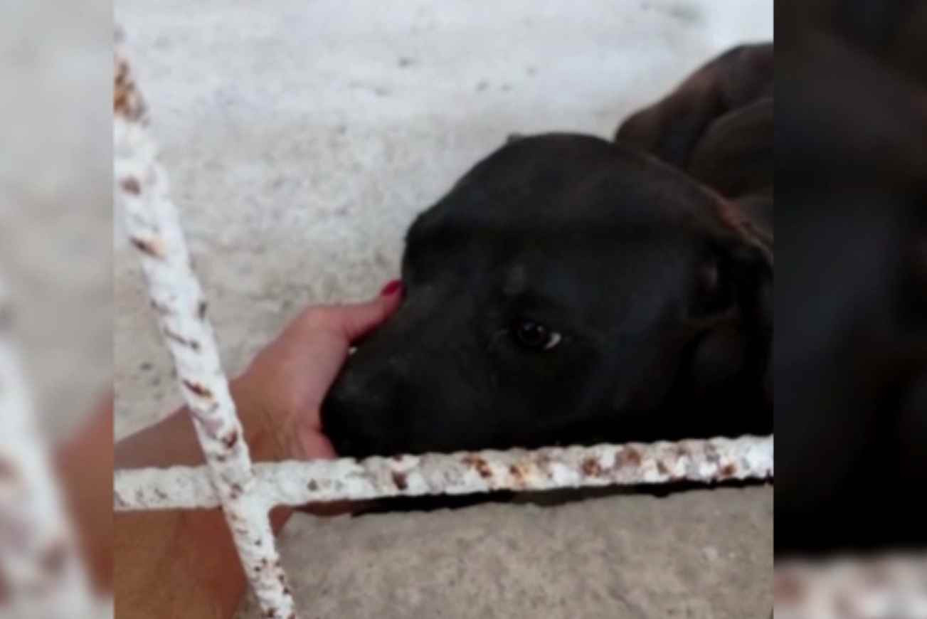 Decizie controversată prin care zeci de câini de luptă, răniți și exploatați, sunt înapoiați abuzatorilor