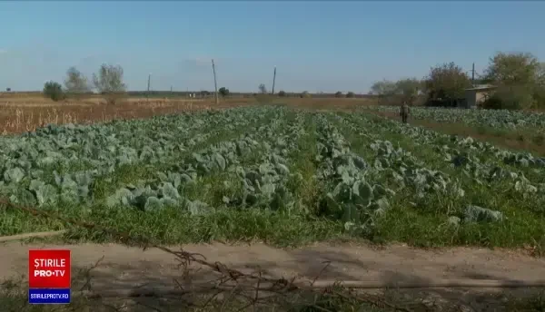 Un buzoian a ajuns în stare gravă la spital după ce a prins la furat de varză doi hoți. Proprietarul a fost bătut crunt