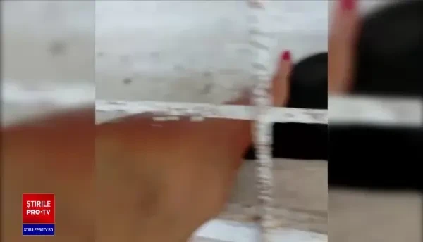 Decizie controversată prin care zeci de câini de luptă, răniți și exploatați, sunt înapoiați abuzatorilor