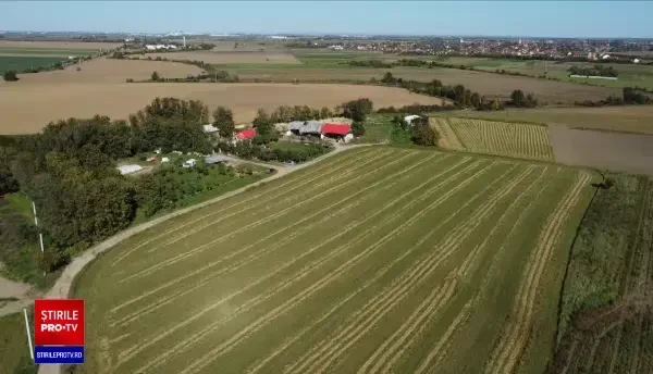 Un consilier local din Timiş a îngropat 30 de porci cu pestă pe câmp. Cum s-a ajuns ca 40.000 de animale să fie sacrificate