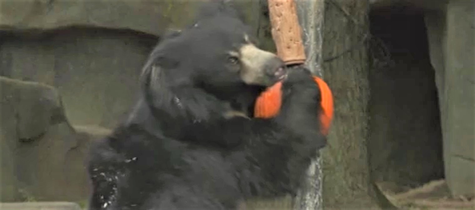 Halloween cu surprize. Dovleci umpluți cu oase pentru prădătorii grădinii zoologice din Chicago