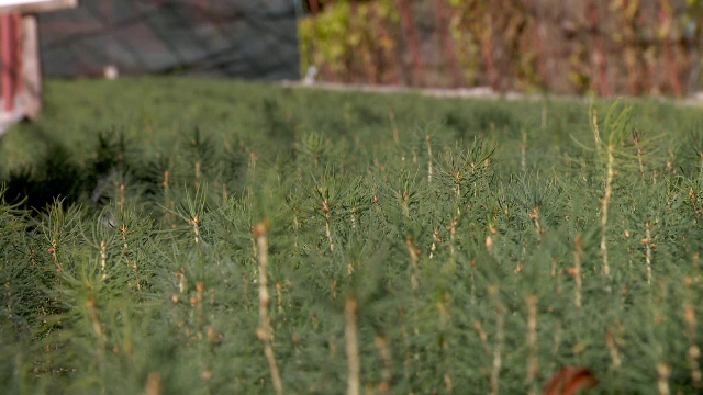 Statul va acorda sprijin pentru investiții în pepiniere și producerea puieților. La cât se ridică valoarea investiției