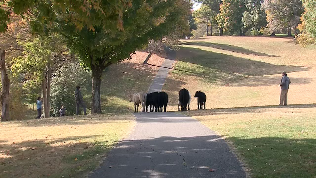 Și vacile joacă golf. Ce s-a întâmplat pe un teren din Kentucky