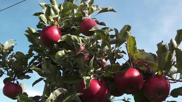 Oțetul de mere, la mare căutare în România. Cât a ajuns să coste un litru