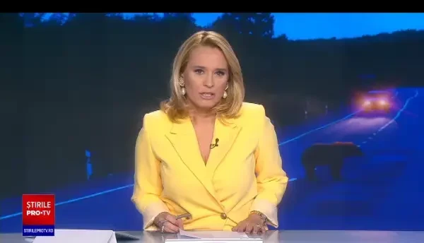 Un urs s-a ales cu răni grave, după ce a a fost lovit de un autoturism pe DN13, în județul Brașov