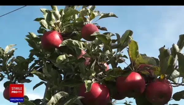 Oțetul de mere, la mare căutare în România. Cât ajunge să coste un litru