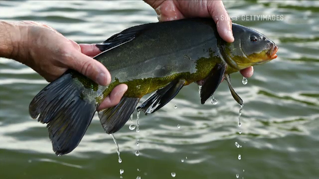 Eforturi pentru reproducerea unei specii de pește aflată în declin în țara noastră: linul