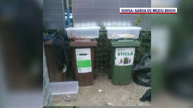 Un orădean a descoperit trei șerpi Boa aflați în cutii de plastic la ghena de gunoi. Cum au ajuns acolo