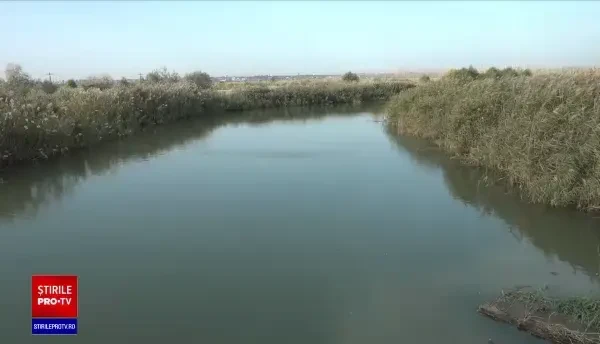 Eforturi pentru reproducerea unei specii de pește aflată în declin în țara noastră: linul