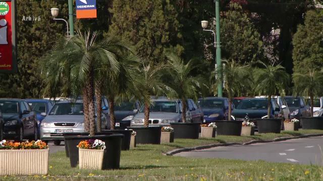 Timișoara nu e mai e „Palmișoara”. Noua administrație a considerat că palmierii nu se potrivesc cu specificul orașului