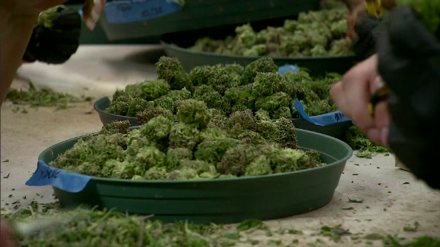 Cum se pregătește Germania pentru legalizarea canabisului în scop recreațional