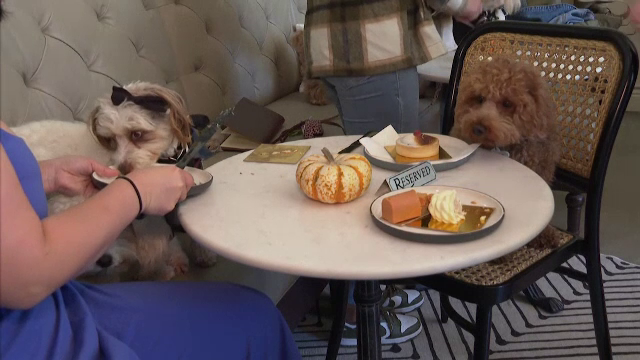 Restaurant de lux pentru câini. Cât costă un meniu pentru patrupezi