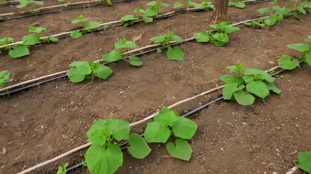 Fermierii apelează la tehnologie în anii secetoși. Sistemele de irigații prin picurare și aspersoarele, indispensabile