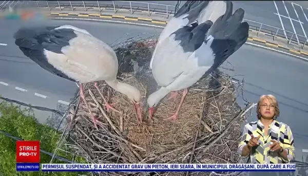 S-a încheiat recensământul berzelor din România. Constanţa, Braşov şi Tulcea, în topul orașelor cu cele mai multe cuiburi