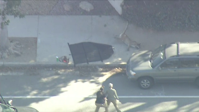 Momente de panică: O pumă a fost surprinsă în apropierea unei școli