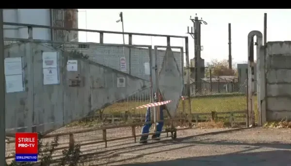 Focar de pestă porcină într-o comună din județul Iași. 20.000 de animale vor fi eutanasiate