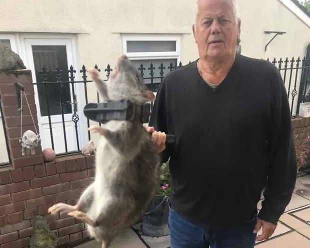 Orașul locuit de mulți români unde șobolanii sunt „mai mari decât piscile”. Au crescut în greva gunoierilor