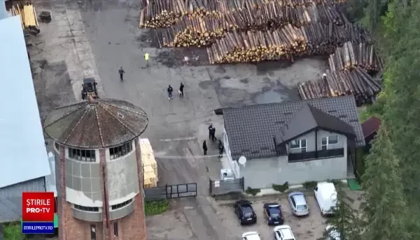 Cum reușește mafia lemnului din Suceava să fenteze legea. Metodele cu care au prins „rădăcini” două mari grupări din județ