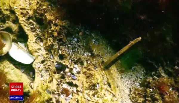 Epava unei corăbii vechi de circa 200 de ani, descoperită în timpul operațiunii de lărgire a plajei din Eforie Sud