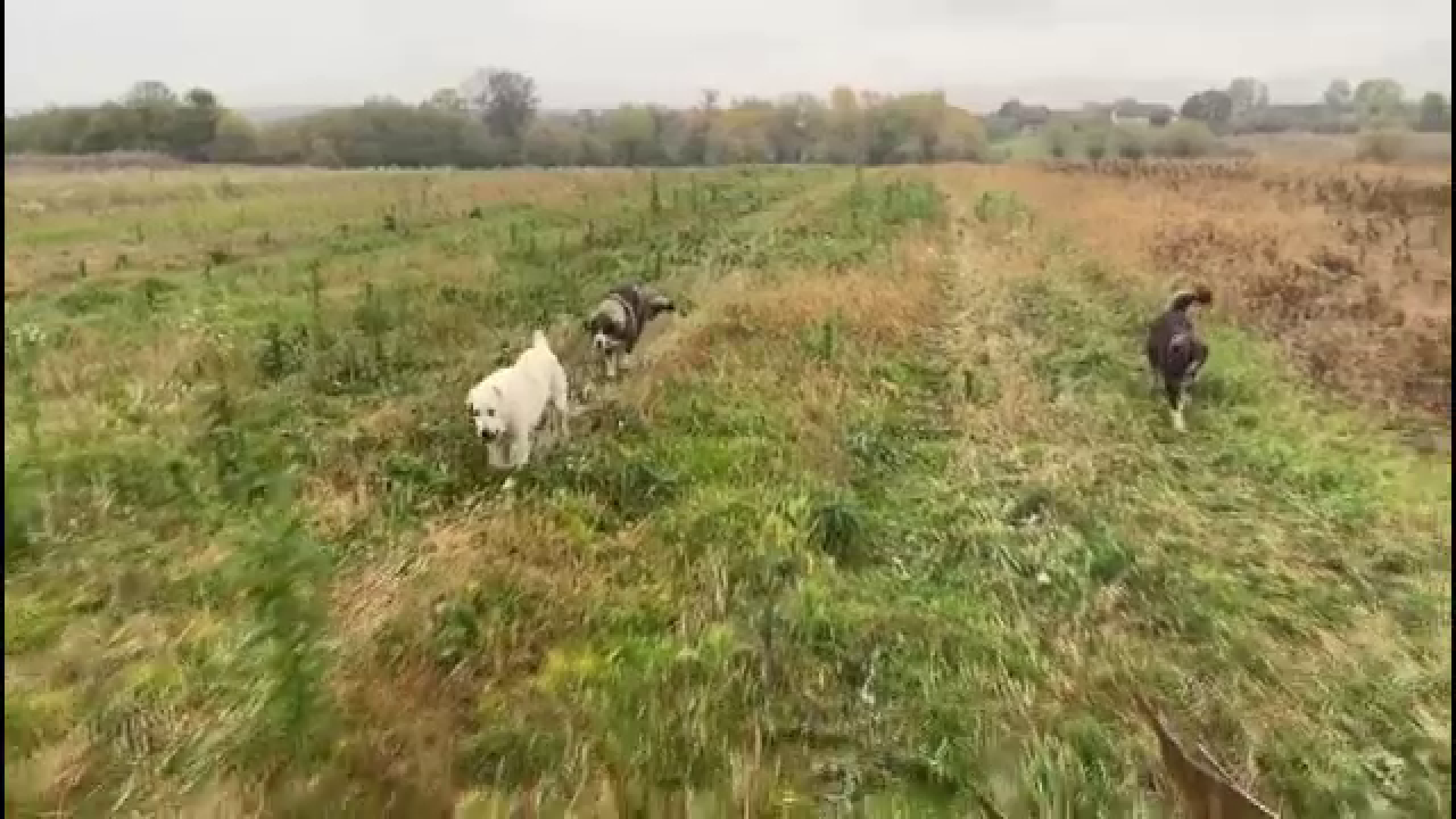 Incident sângeros în Bihor. Doi câini au fost împușcați de un vânător, după ce aceștia și-au urmat stăpânul pe câmp