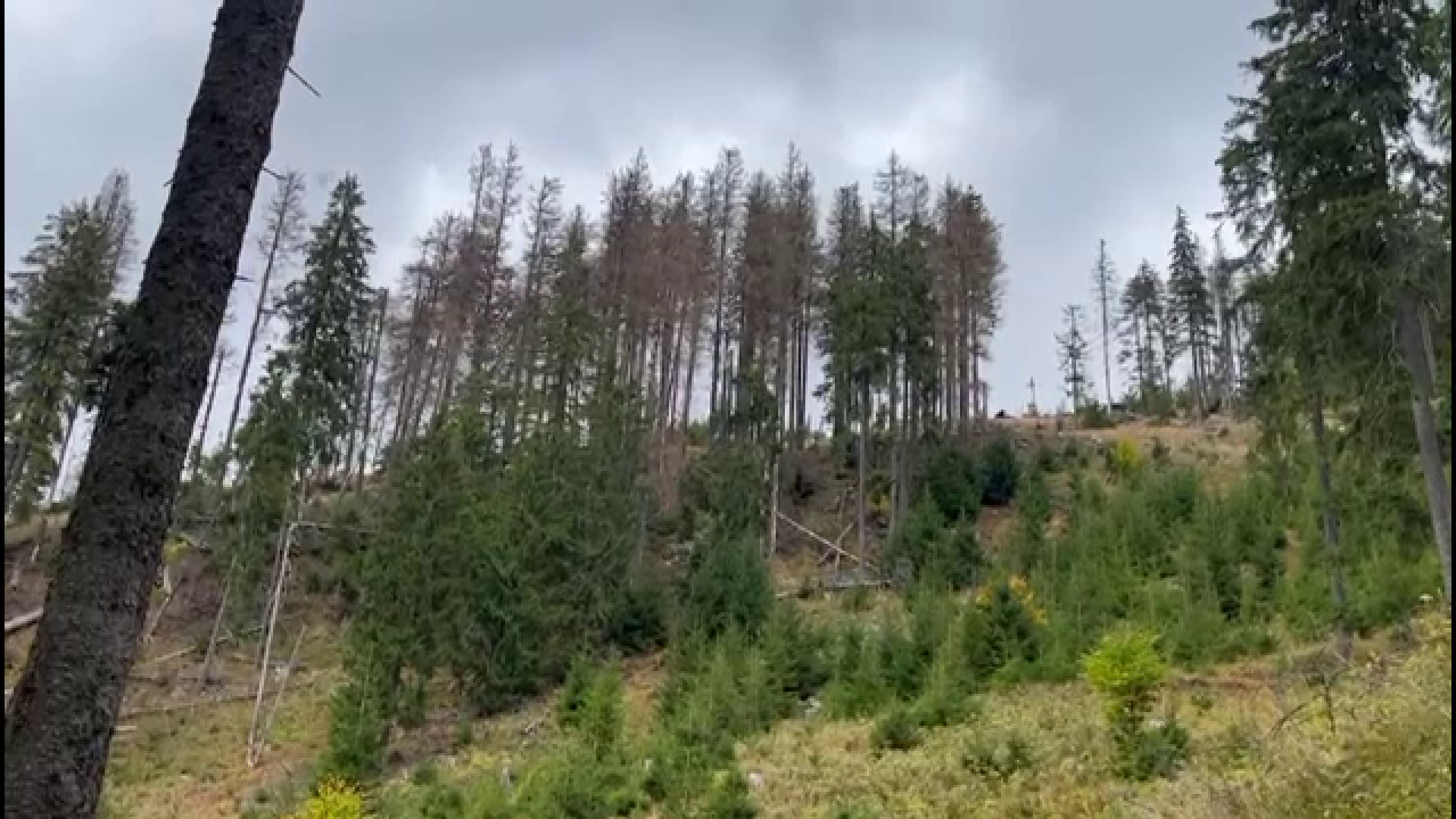 Cum se fură lemn chiar prin sistemul de urmărire a transporturilor. Doar 1% din tăierile ilegale sunt depistate