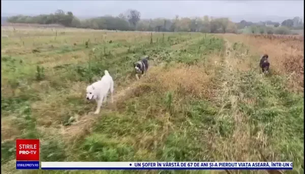 Incident sângeros în Bihor. Doi câini au fost împușcați de un vânător, după ce aceștia și-au urmat stăpânul pe câmp