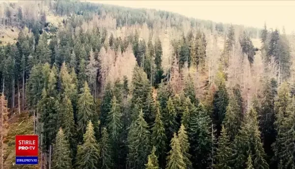 Cum se fură lemn chiar prin sistemul de urmărire a transporturilor. Doar 1% din tăierile ilegale sunt depistate