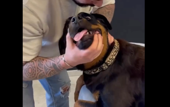 Reacția virală a unui câine rotweiller după ce chiropracticianul îi trosnește gâtul. VIDEO