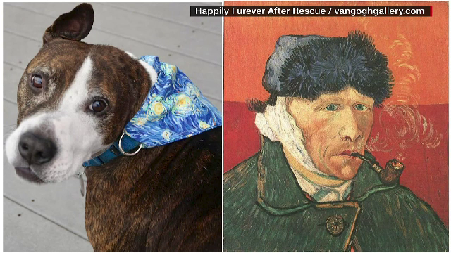 Cățelul Van Gogh a vândut mai multe tablouri pictate cu unt de arahide. Patrupedul vrea să fie adoptat