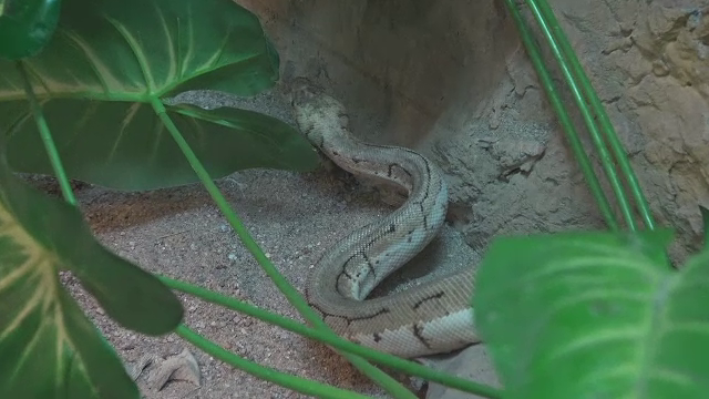 Piața animalelor exotice scapă de sub control. Garda de mediu s-a sesizat după ce doi pitoni au fost abandonați în Oradea