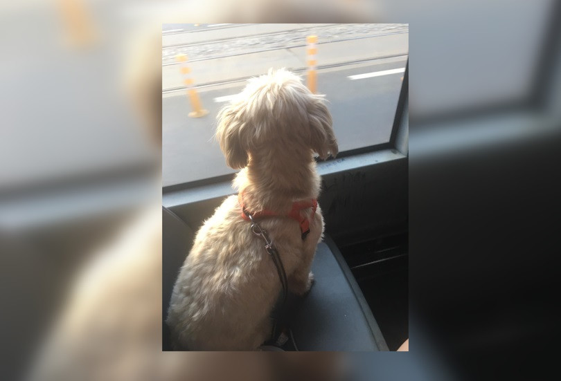 Marcel Vela propune o lege pentru ca animalele de companie să aibă acces în instituții și mijloacele de transport în comun