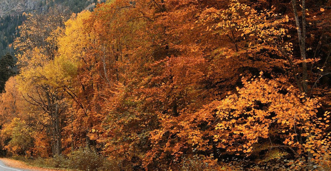 Satul românesc în care mai locuiesc doar doi oameni: În cel mult 10 ani, pădurea își va lua drepturile și va acoperi casele