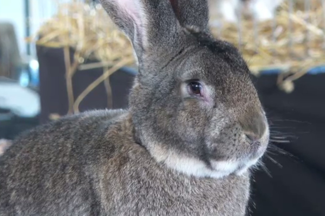 Expoziție de păsări și animale mici, la Bistrița-Năsăud. Iepuri și găini de rasă, printre exemplare