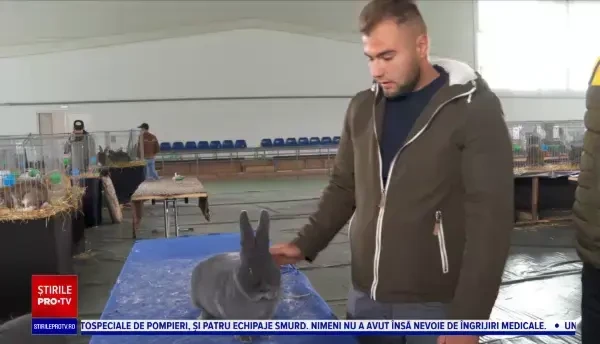 Expoziție de păsări și animale mici, la Bistrița-Năsăud. Iepuri și găini de rasă, printre exemplare