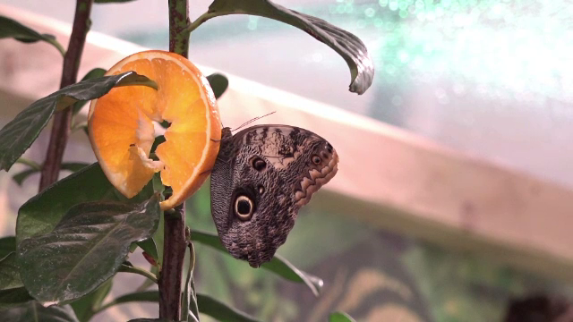 Expoziție de fluturi la Iași. Gingaşele insecte au zburat în voie printre vizitatori