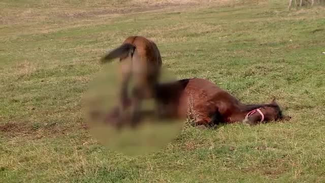 Caz șocant în Iași. Un cal a fost găsit cu răni de secure şi fracturi atât de grave încât va fi eutanasiat